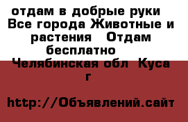 отдам в добрые руки - Все города Животные и растения » Отдам бесплатно   . Челябинская обл.,Куса г.